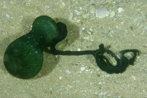 Bonellia viridis