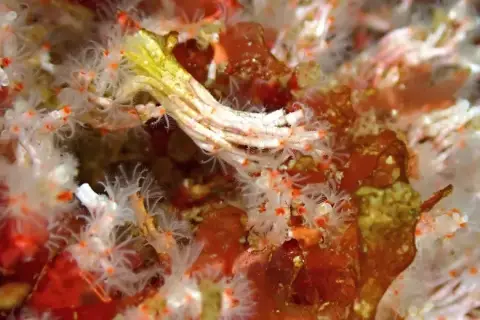 Filograna implexa