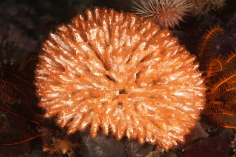 Filograna implexa