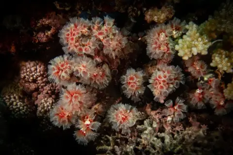 Filograna implexa