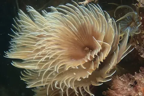 Bispira volutacornis