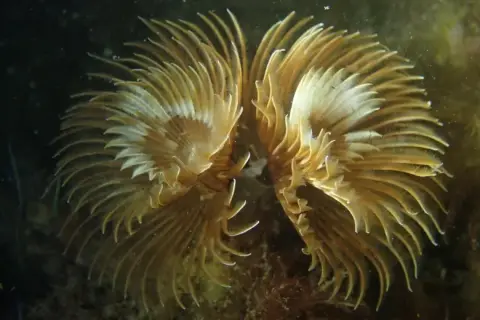 Bispira volutacornis