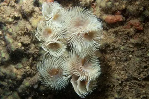 Bispira volutacornis