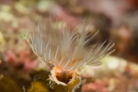 Protula tubularia