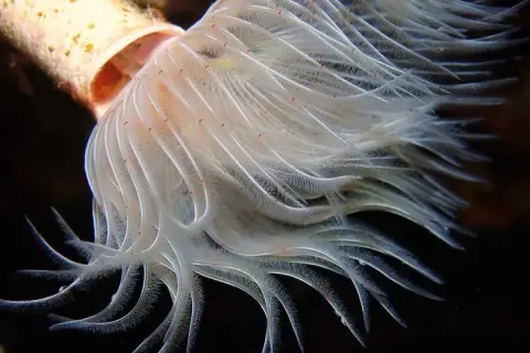 Protula tubularia