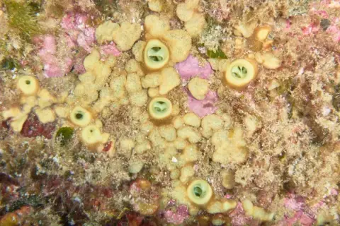 Cliona viridis