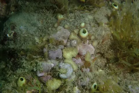 Cliona viridis