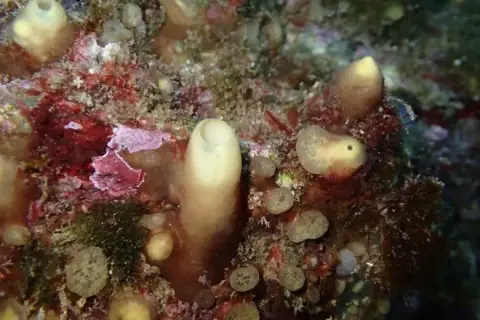 Cliona viridis