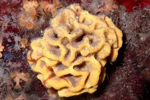 Axinella damicornis