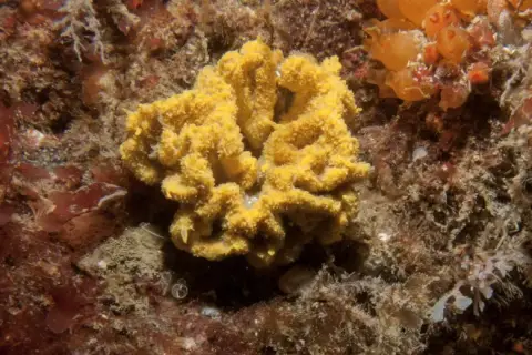 Axinella damicornis