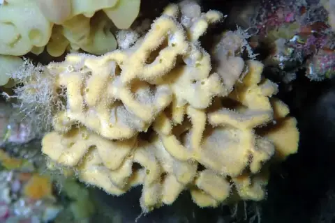 Axinella damicornis