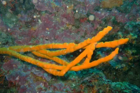 Axinella polypoides