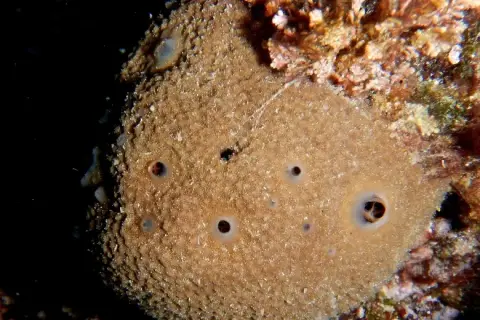 Ircinia variabilis