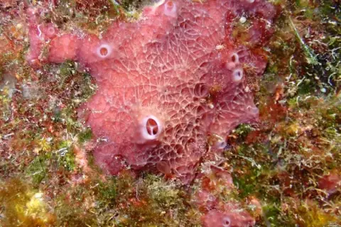 Ircinia variabilis