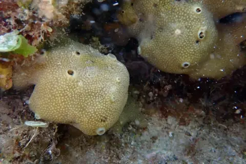 Ircinia variabilis