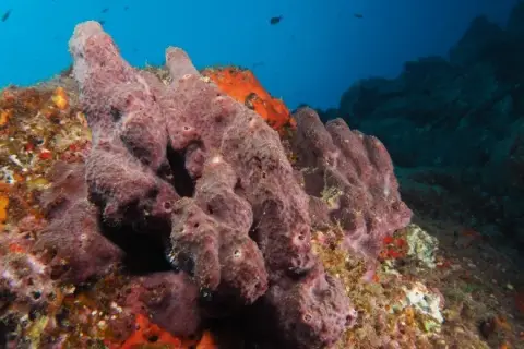 Ircinia variabilis