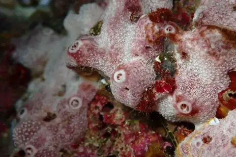 Ircinia variabilis
