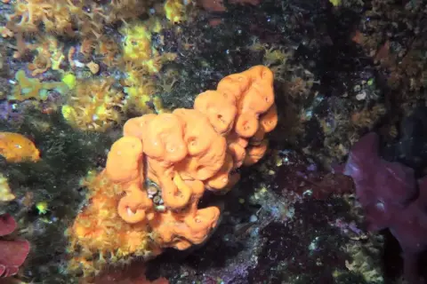 Agelas oroides