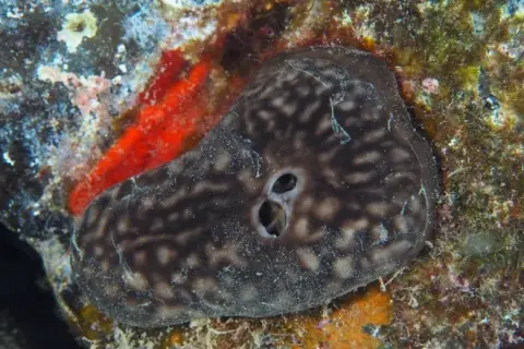 Chondrosia reniformis
