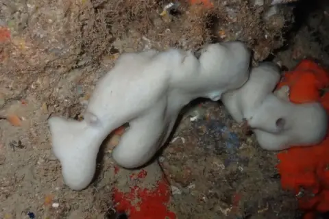 Chondrosia reniformis