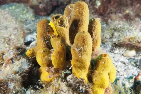 Aplysina aerophoba