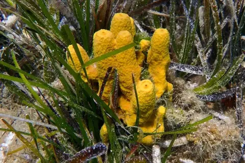 Aplysina aerophoba
