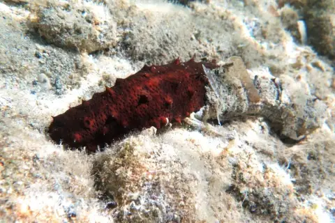Holothuria poli