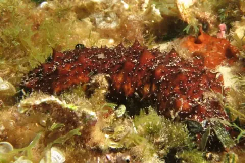 Holothuria poli