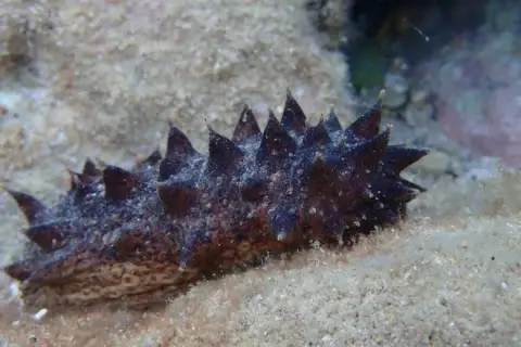 Holothuria tubulosa