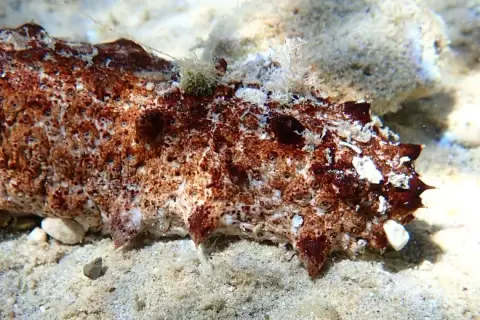 Holothuria tubulosa