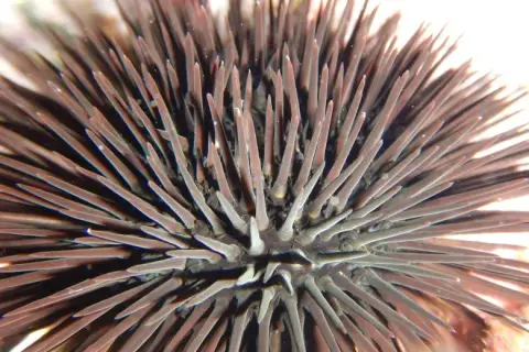 Arbacia lixula
