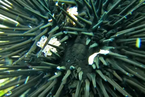 Arbacia lixula