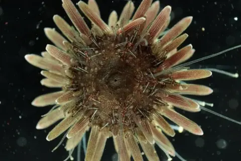 Arbacia lixula