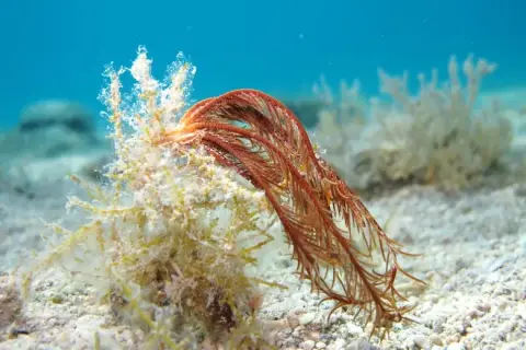 Antedon mediterranea