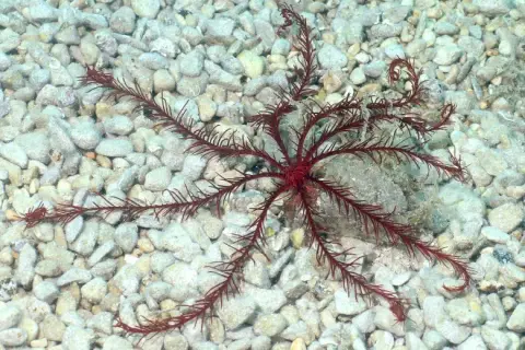 Antedon mediterranea