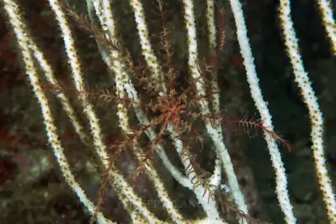 Antedon mediterranea