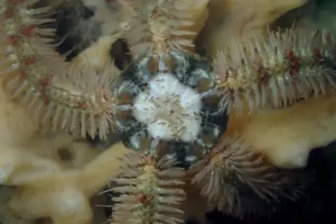 Ophiothrix fragilis