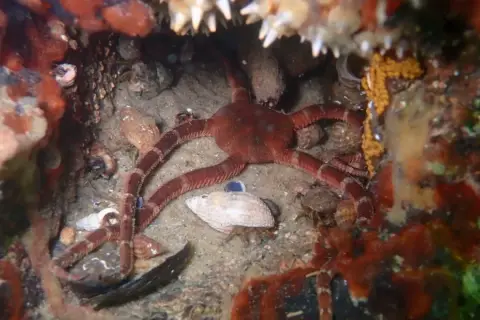 Ophioderma longicauda