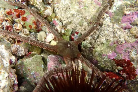 Ophioderma longicauda