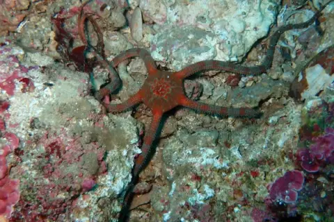 Ophioderma longicauda
