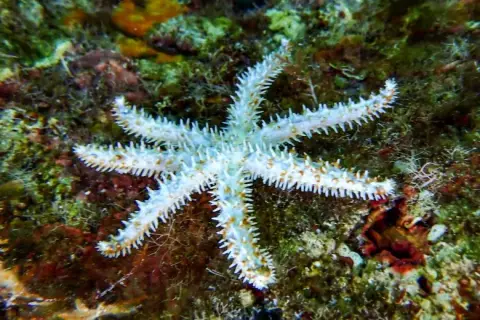 Coscinasterias tenuispina