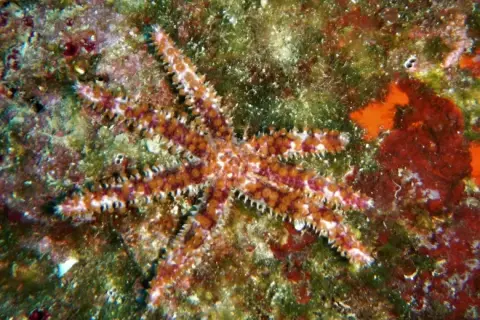 Coscinasterias tenuispina