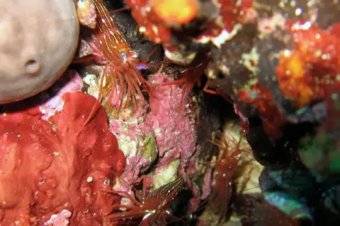 Lysmata seticaudata