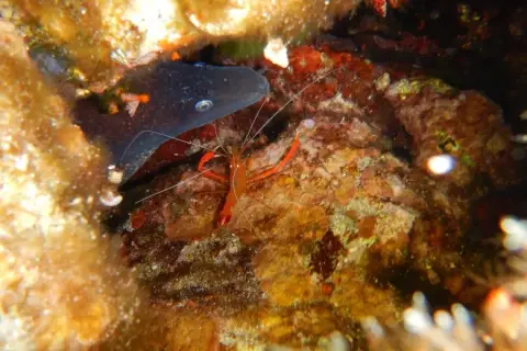 Stenopus spinosus