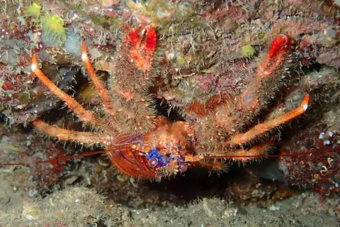 Galathea strigosa