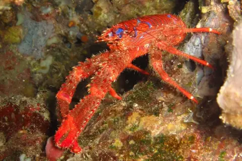 Galathea strigosa