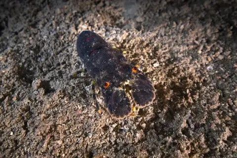 Scyllarus arctus