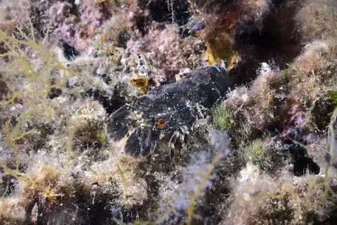 Scyllarus arctus