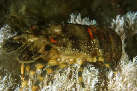 Scyllarus arctus