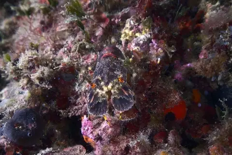 Scyllarus arctus